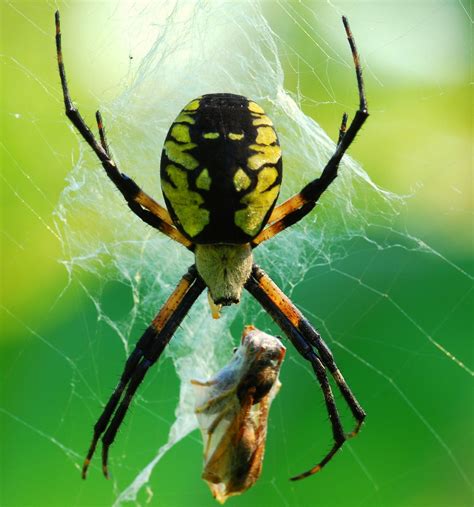 are orb weaver spider poisonous